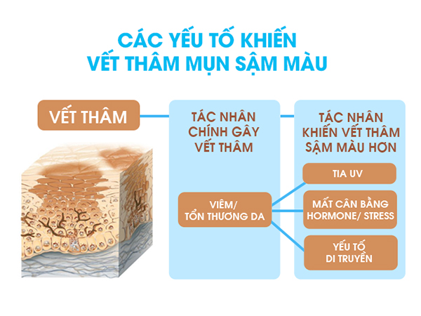 Sắc tố melanin ở phần thượng bì có vai trò tạo nên màu sắc cho da