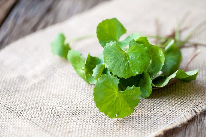 Rau má giúp vết sẹo lồi xẹp xuống